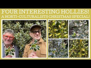 Four interesting varieties of holly - Ilex aquifolium, PLUS a ring in!