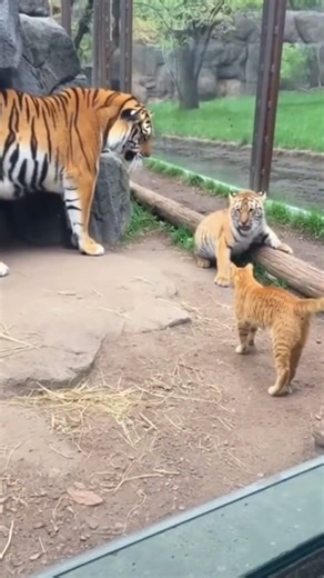 They forgot they were on top of the food chain 🤣