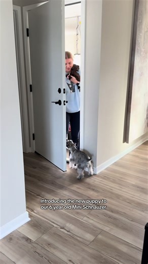 Introducing a New Mini Schnauzer Puppy to the Family