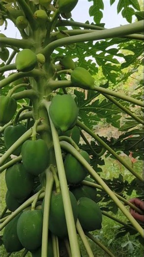 Papaya plant Care in summer 🥑 💐 गर्मी मे पपीते की देखभाल 🥑 Farmamrit
