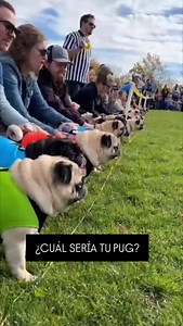 🤭#pugslifemexico #puglover #pug #puglove #puglovers | Pugs Life México