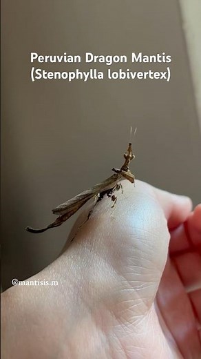 Dragon mantis!