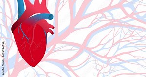 Beating heart and pulsating blood vessels. Abstract animated pattern with pale blue veins and red arteries. Human heart at the left side of the screen.