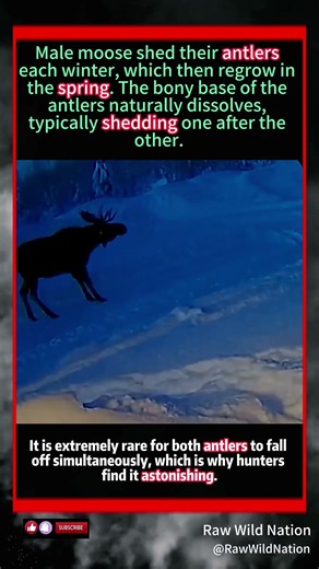 Insane Camera Footage! Moose Shakes And Loses Both Antlers At Once 🦌