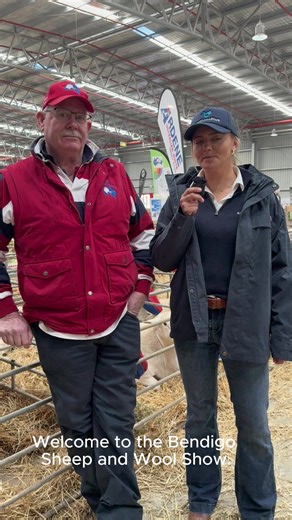 We caught up with Bruce Hodgson from Ardene Australian White Stud ahead of their sale - Thursday, 18 September 2025, 1pm (ACST). Don’t miss what’s been called the “best lineup” of Australian White rams and ewes - including this year’s champion and reserve champion from the Perth & Sydney Royals. View catalogue:https://hubs.ly/Q03HrYkZ0 #AuctionsPlus #ArdeneAustralianWhite | AuctionsPlus