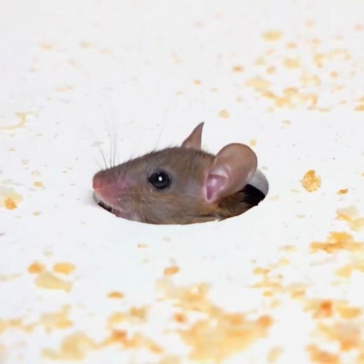 ULTIMATE Cat TV: Tow 🐀 REAL Mouse Hole GAME for Cats | Feline Enrichment