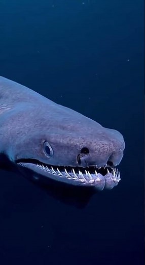 A Rare Look at the Ancient Frilled Shark.#deepsea, #oceanlife, #shark,
