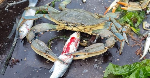 Venezia, il granchio blu sta minacciando le specie e l'economia legata alla pesca nella Laguna Nord