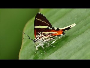 Lepidoptera paradise: A Festival of Colours from Colombia