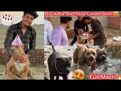 Rock Ka Birthday Celebrate Kiya Farm Par🎂 Full Masti🔥Swimming Pool 💦