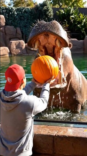 This Hippo’s Reaction After Eating a Pumpkin Will Melt Your Heart 🎃#naturelovers #nature #wildlife