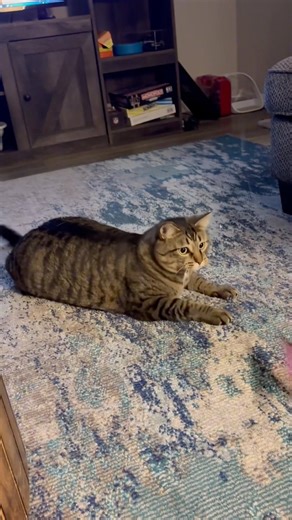 Chubby cat math: left, right… jump!