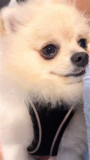 Funny Pomeranian Dog Compilation - Cute & Hilarious Clips