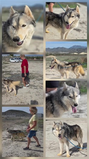 9.4K views · 127 reactions | This young male dog under 12 months old was found on Camposol we believe his breed to be a Northern Inuit Dog not a common breed in Spain he is quite thin but very friendly we cannot find a chip but will double check with Vets tomorrow its possible he has escaped and got lost but also possible he has been dumped. | NoahsArc Mazarron | Facebook