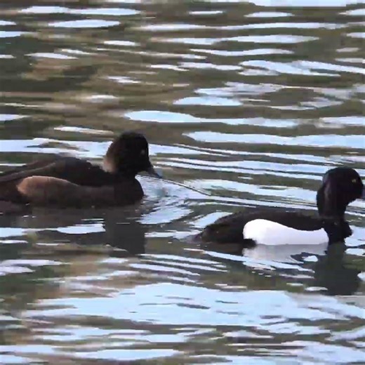 There One Second… Gone the Next! Watch These Tufted Ducks Vanish Underwater 🦆💨