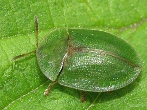 Thistle tortoise beetle - Alchetron, the free social encyclopedia