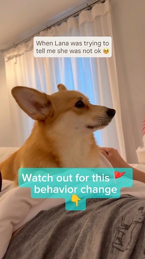 This is a video of a dog exhibiting a sudden behavior change because they were sick. Before being diagnosed with pancreatitis the pet parent noticed vocalization, panting, and upset stomach. As a behavior veterinarian, I see this all the time. A sudden behavior change is often the first sign of a physical health problem. In this patient's case it was a little bit more obvious, but often this can be a subtle change. Vomiting and not eating are really obvious, but here are more subtle signs to wat