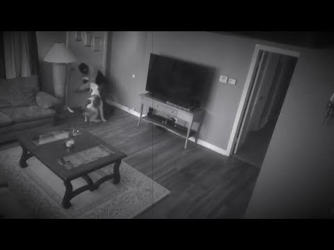 PITBULL PROTECTS OWNER FROM INTRUDER!