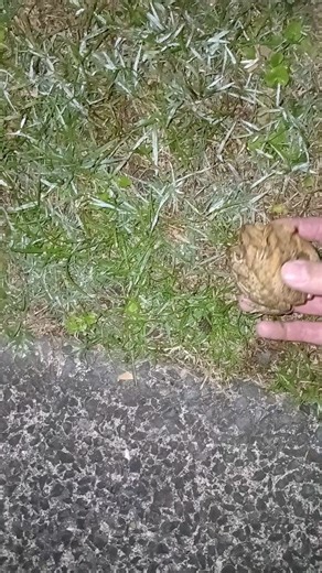 J on Instagram: "I started stacking toads 4 years ago, 2021 September 12th, I have always had a good spirited audience, even through the colder seasons where toads have gone into hibernation, I still return to an appreciative audience and I would like to thank all who have been here to see this through out the past 4 years, thank you for watching."