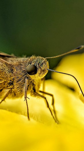 Comment " Lens " for lens details 👇 The Best Way to Start Macro Photography with Mobile – 3/30 | Beginner Mobile Macro Guide Start your macro photography journey with just your smartphone! In this first part of the series, I’ll show you the best and simplest way to begin mobile macro photography—without any complicated setup. Learn how to use natural light, basic focusing techniques, and affordable macro lenses to capture stunning close-up shots of insects, flowers, textures, and tiny subjects.