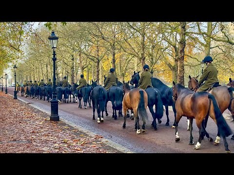 Hundreds of Royal Horses Escorted Through London in the Early Morning!