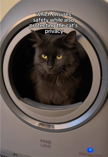 The Best Automatic Litter Box for Your Cat