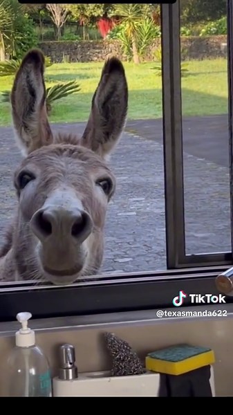 Shrek and Donkey: The Hilarious TikTok Duo