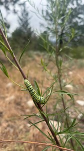 50 reactions | There’s always something new to observe at the BC...