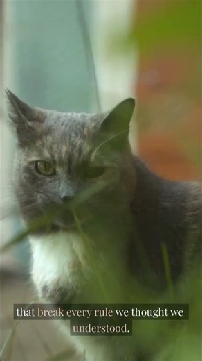 🧬👁️ When Creatures Look Nothing Like Life As We Know It