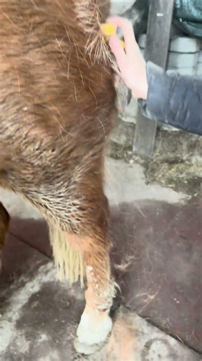 Every year the same thing 🥲😅 #royalhorsemen #equestrian #horses