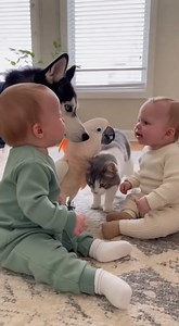 3.1M views · 61K reactions | Babies Fighting While the Pets Try to Stop Them! #fypシ #baby #talkingparrot #parrots #cockatoo | BirdsPlanet.com | Facebook