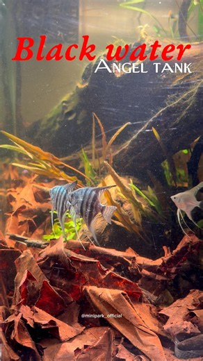 How i made a black water angelfish tank ! #aquascape #aquarium #aquariumdesign