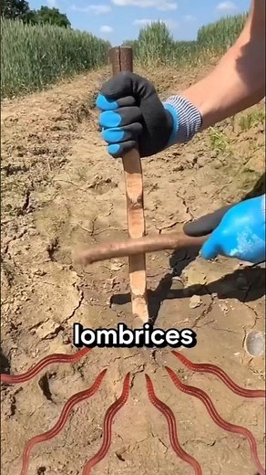 How Does Worm Charming Work? 🤔
