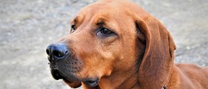 Redbone Coonhound