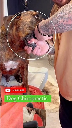 This Dog Finally Feels Better! #HealthyDogs #PetTherapy #ChiropracticDogs