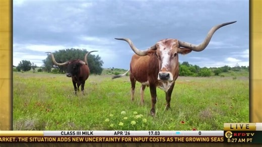 Texas' Official Longhorn Herd Serves as a Living Symbol of American Cattle History