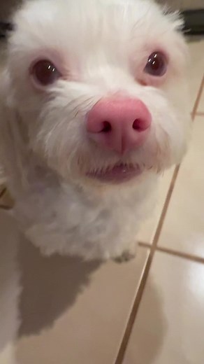 My Dog's Quirky Camera Staring Moments