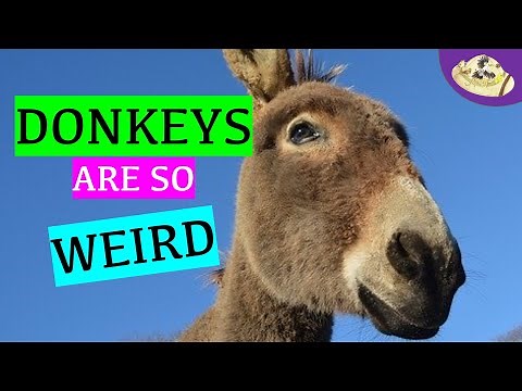 5 Unusual Donkey Facts You Need To Know! | Donkey Awareness Day | Donkey Facts Video