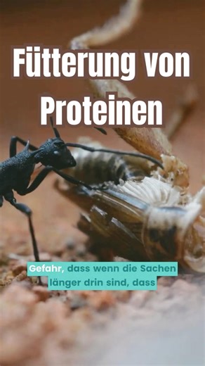 Feeding, proteins and cleaning of the colony