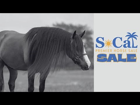 Sale LIVE @ the 2025 SoCal Premier Horse Sale
