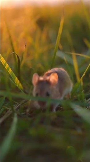 Tiny mouse in golden grass — sounds to make your cat pounce 🐁