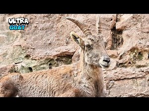 Wonderful Goat Looking Everything