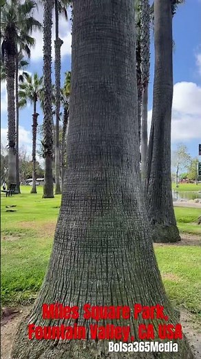 Morning walk …. Miles Square Park, Fountain Valley CA ~ USA