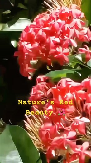 Beautiful Jungle Geranium Flowers in sri Lanka 🌺 | Nature’s Red Bloom Magic (4K)