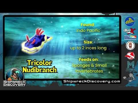 Nudibranch in Shipwreck Discovery