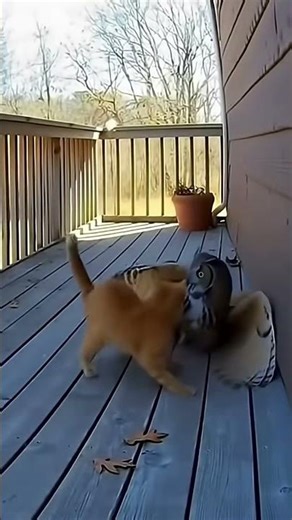 Cat versus Big Owl. Mother cat protecting her kittens.
