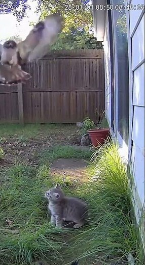 Hero Dog LEAPS into Air to Snatch Hawk Attacking Kitten! 🦅😱