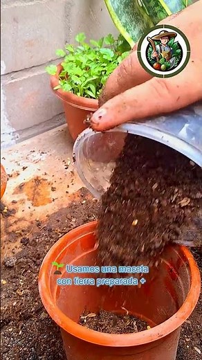 🌿 How to grow cilantro in a pot (it grows in 20 days) 😱🌱