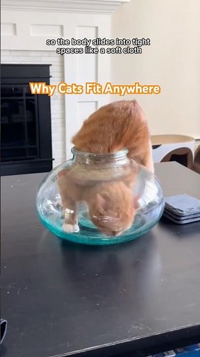 Why Cats Can Fit Into Any Small Space The Real Science Explained #CatFacts#CatScience