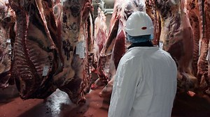 Bien-être animal et mesures sanitaires respectés : l’abattoir relance son activité sous haute surveillance